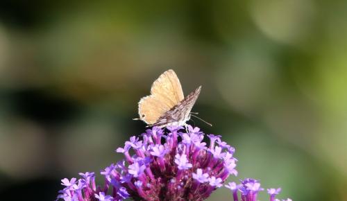 Réf. 348 794 : Cacyreus marshalli
